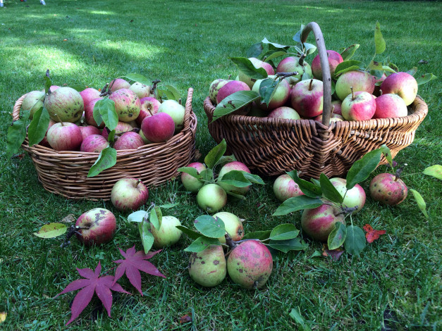 Обои картинки фото еда, Яблоки, плоды