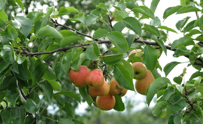 Обои картинки фото природа, плоды, груши, ветки