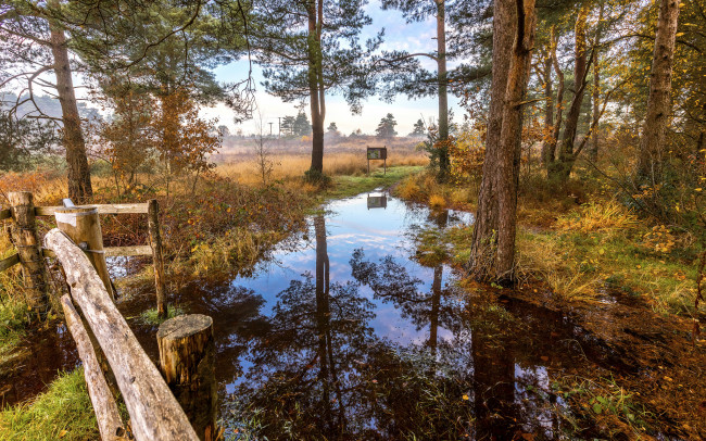 Обои картинки фото природа, реки, озера, река, лес