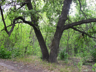 Картинка природа деревья лес