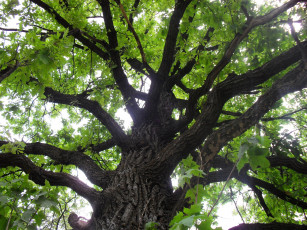 Картинка природа лес деревья