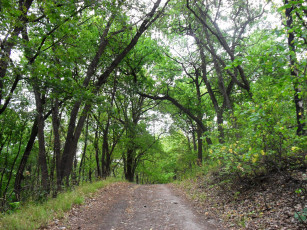 Картинка природа лес тропа деревья