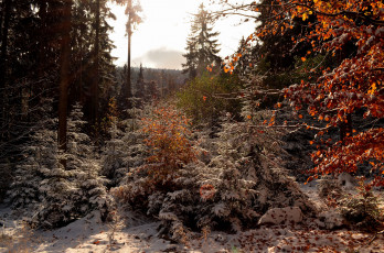 Картинка природа лес простор