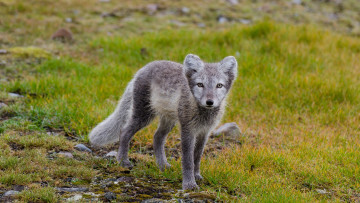 Картинка животные песцы зверек песец трава