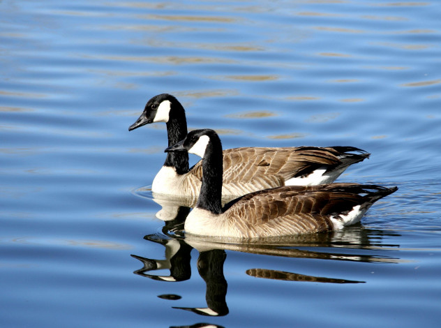 Обои картинки фото гуси, животные, пара, вода, птицы