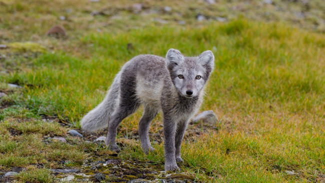 Обои картинки фото животные, песцы, зверек, песец, трава