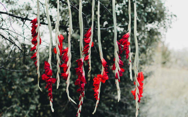 Обои картинки фото цветы, гладиолусы, алый