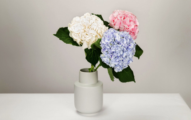 Обои картинки фото цветы, гортензия, букет