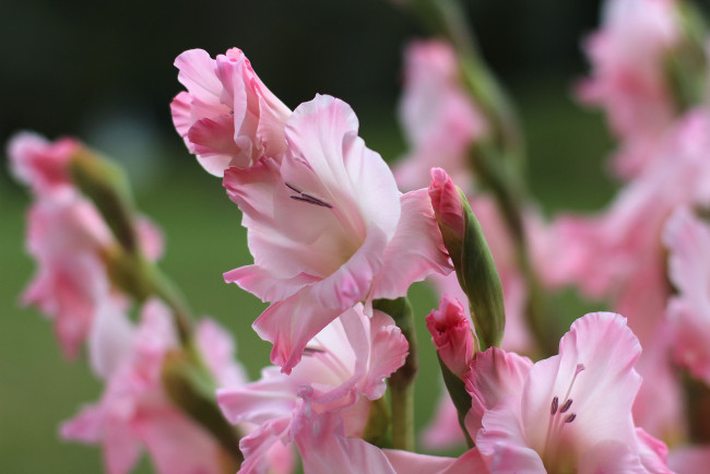 Обои картинки фото цветы, гладиолусы, розовый