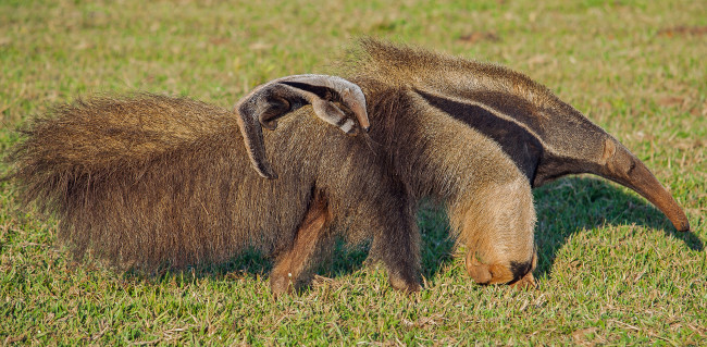 Обои картинки фото муравьеды, животные, самка, детёныш, млекопитающие, неполнозубые
