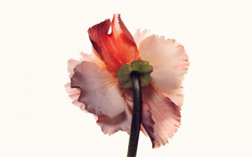 Картинка рисованное цветы цветок