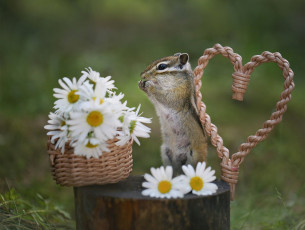 обоя животные, бурундуки, бурундук