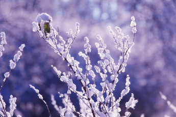 Картинка природа зима снег