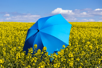 Картинка разное сумки +кошельки +зонты поле зонт