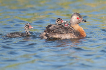 Картинка животные чомги+ поганки птицы