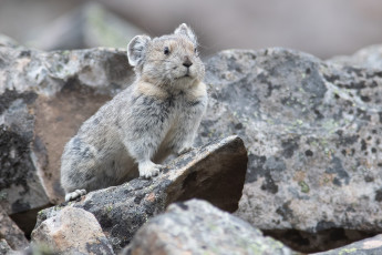 Картинка животные крысы +мыши грызун
