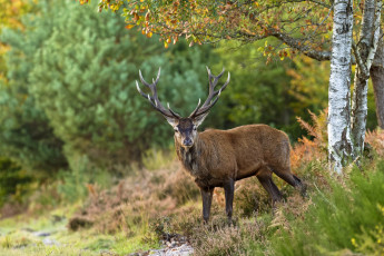 Картинка животные олени олень