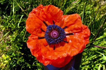 Картинка цветы маки мак