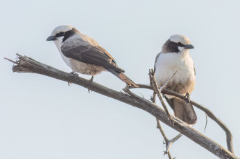 Картинка животные птицы