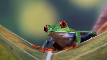 Картинка рисованное животные +зайцы +кролики нейросети графика нейроарт ai art нейронные сети рисунки нейро искусство