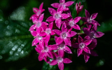 Картинка пентас+ланцетный цветы пентас ланцетный