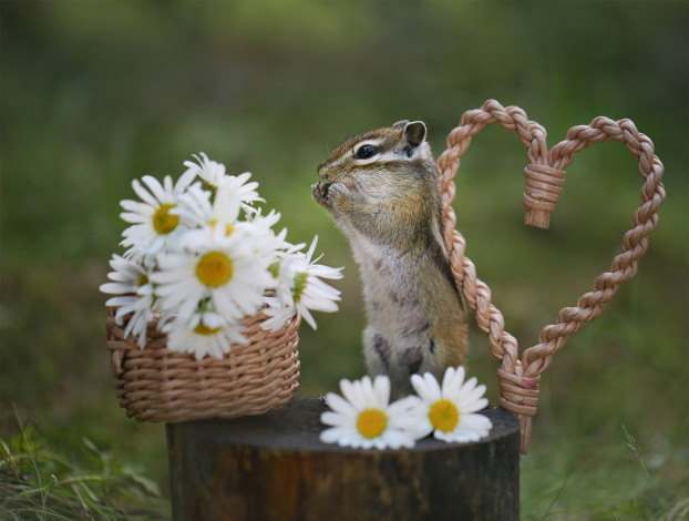 Обои картинки фото животные, бурундуки, бурундук