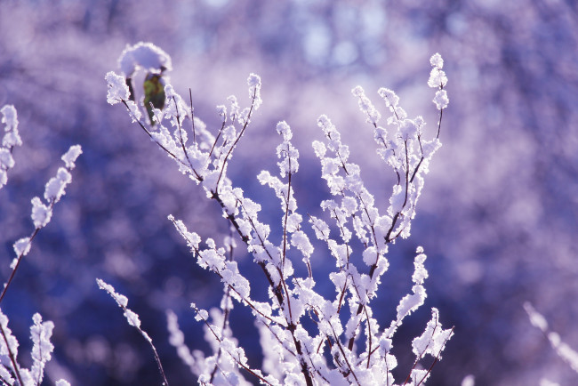 Обои картинки фото природа, зима, снег