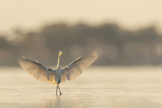 Обои картинки фото животные, цапли,  выпи, цапля