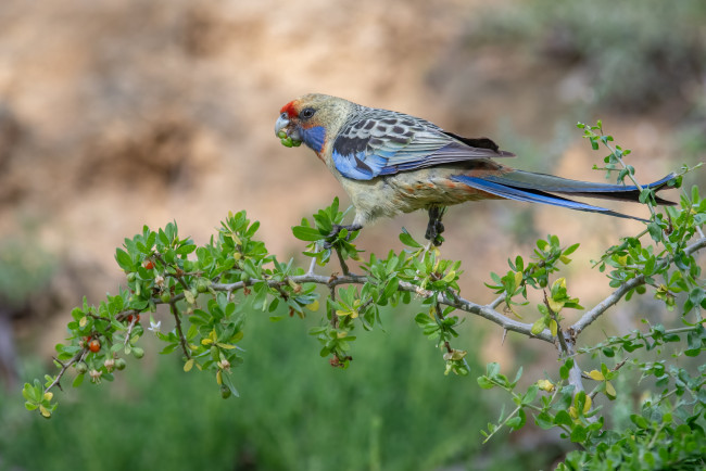 Обои картинки фото животные, попугаи, попугай