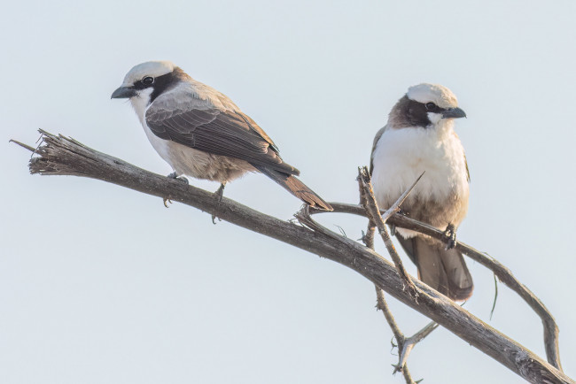 Обои картинки фото животные, птицы