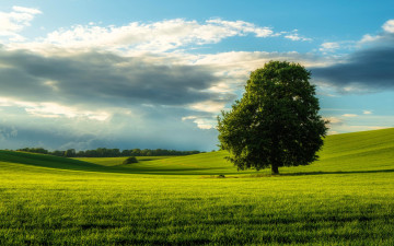 Картинка природа деревья дерево луг облака