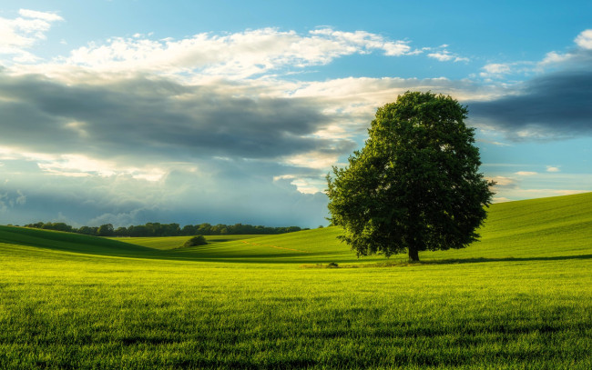 Обои картинки фото природа, деревья, дерево, луг, облака