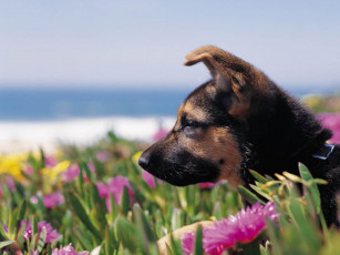 Картинка животные собаки