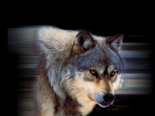 Картинка животные волки