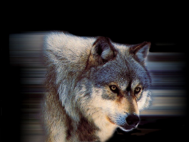 Обои картинки фото животные, волки