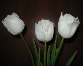 Картинка цветы тюльпаны