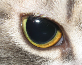 Картинка разное глаза