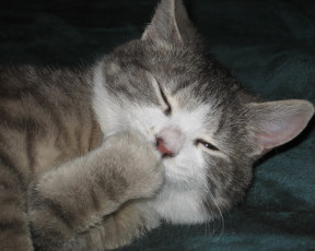 Картинка животные коты