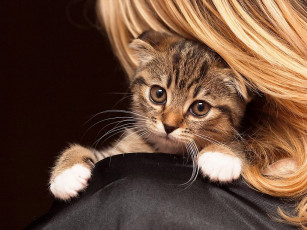 Картинка archer ириска животные коты