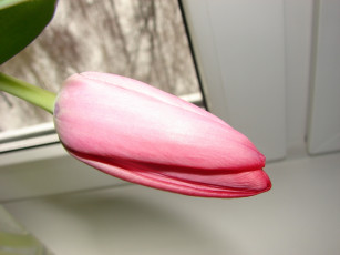 Картинка цветы тюльпаны