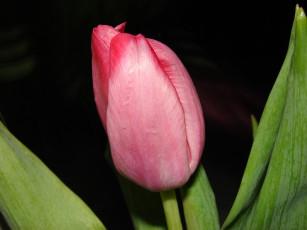 Картинка цветы тюльпаны