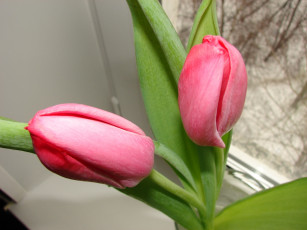 Картинка цветы тюльпаны