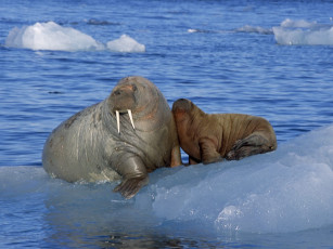 обоя животные, моржи