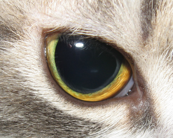 Обои картинки фото разное, глаза