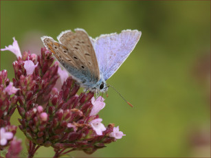 Картинка животные бабочки