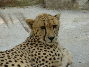 Картинка животные гепарды