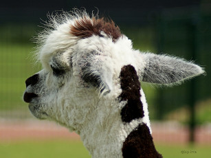 Картинка животные ламы