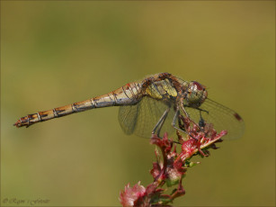 Картинка животные стрекозы