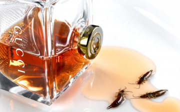 Картинка бренды gucci