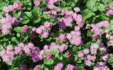 Картинка цветы агератум
